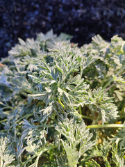 Green leaves covered with white snowflakes from frost on a sunny spring morning. The green leaves of the plant are covered with frost close-up. Wormwood leaves with white hoarfrost crystals. Freezing