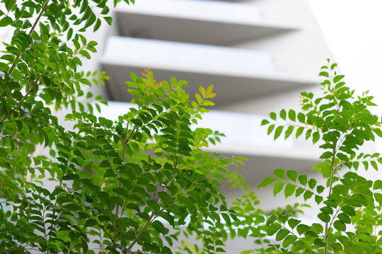 植栽　マンション