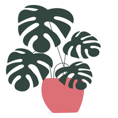Potted plant on white background, indoor houseplant in ceramic pot, minimal home decor