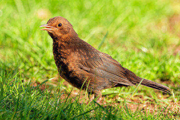 Juvenile  Amsel im Frühling
