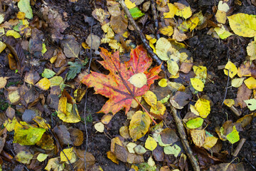 This detailed shot presents a close-up of autumn leaves, highlighting a vibrant red maple leaf among yellow and brown fallen foliage.