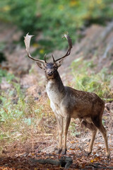 Deer is watshing you