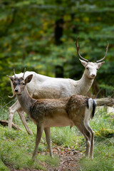white Fallow deer