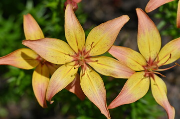 orange lily flower
