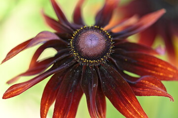 red flower macro