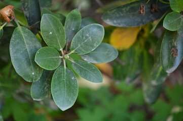 rain drops on a leaf