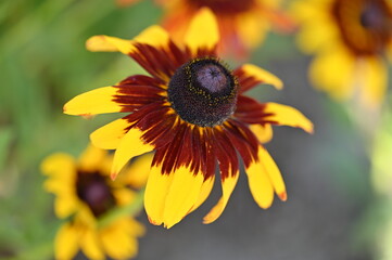 sunflower and bee
