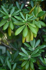 green leaves background