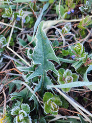 Green leaves covered with white snowflakes from frost on spring morning. The green leaves of the plant are covered with frost close-up. Leaves with white hoarfrost crystals. Freezing