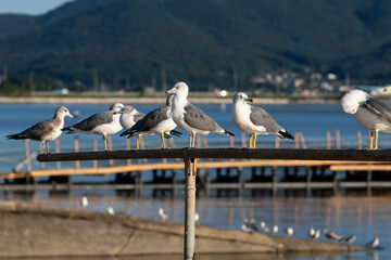 seagulls perching on the steel rod at the seaside
