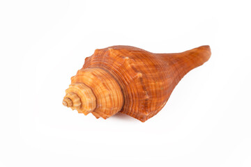 Sea shell isolated on white background