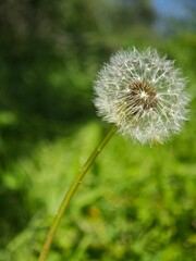 dandelion seed head