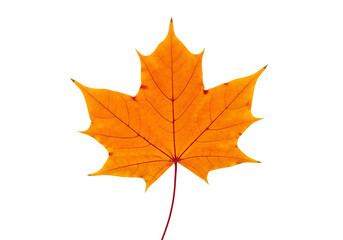 Fototapeta premium A single, vibrant orange autumn maple leaf with visible veins and stem, isolated on a clean transparent background, showcasing the intricate detail and beauty of a single fall leaf