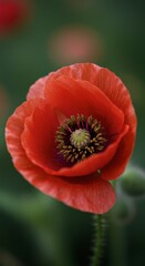 Fototapeta premium Vibrant red poppy flower in bloom for nature and botanical design