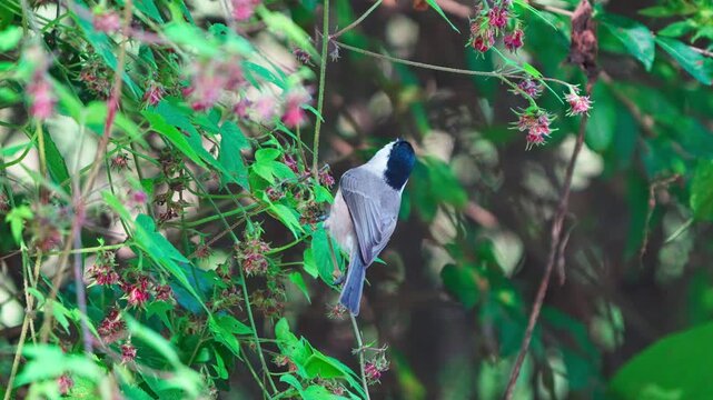 Marsh Tit (Poecile) Foraging and Harvesting Berries on a Vine in Forest (Slow Motion)