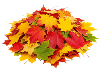 A large pile of colorful autumn maple leaves in shades of green, yellow, orange, and red, isolated on transparent background