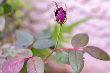 bot&atilde;o de rosa