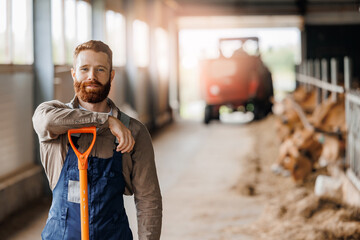 Bearded young farmer in blue overalls leans on orange shovel in livestock barn, with cow in...