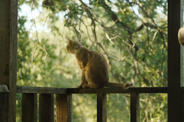 Orange cat sitting on porch with trees blurred in background, outdoor feline.
