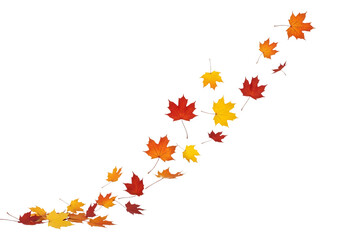 A dynamic swirl of red, orange, and yellow autumn maple leaves flowing diagonally upwards, with a small cluster at the bottom, isolated on transparent background
