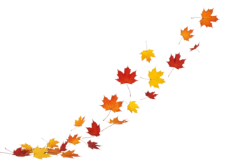A dynamic swirl of red, orange, and yellow autumn maple leaves flowing diagonally upwards, with a small cluster at the bottom, isolated on transparent background