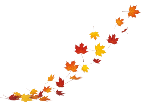 A dynamic swirl of red, orange, and yellow autumn maple leaves flowing diagonally upwards, with a small cluster at the bottom, isolated on transparent background