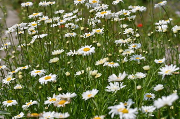 field of daisies