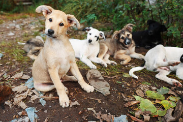 Many cute stray dogs outdoors. Homeless pet