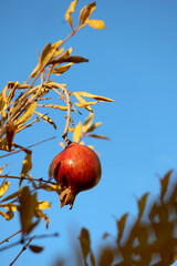 une grenade au soleil