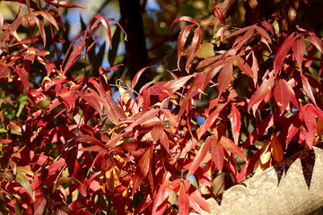 Branche aux feuilles couleur d automne