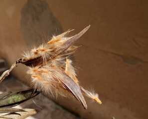 petit pistil prenant le chemin de l aventure