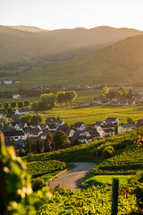 Soir sur le piémont : la buse commune plane, reine des airs au-dessus du territoire agricole de Kaysersberg, CEA, Alsace, Grand Est, France