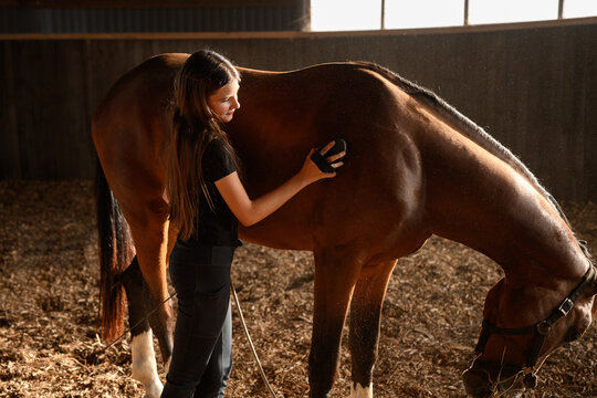 Girl brushes horse's fur, combing it, grooming horse while pet eats hay in stall. Horse care and grooming concept - Powered by Adobe