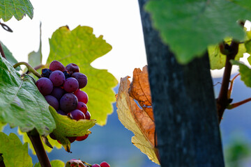 Vigne d'automne : la lumière douce du soir sublime la maturité d'un vieux cépage en Alsace, CEA, Grand Est, France