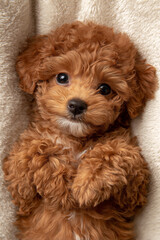 Cute brown mini toy poodle