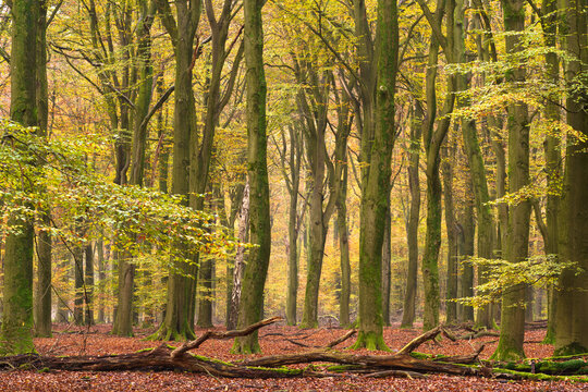 Autumn forest floor covered in fallen leaves