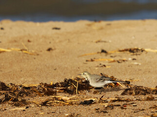 bird on the sand