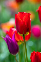 Fototapeta premium Vibrant red tulip glows in soft spring light