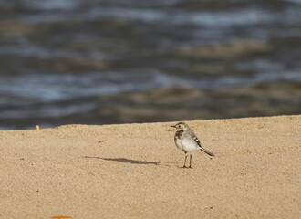 bird on the beach