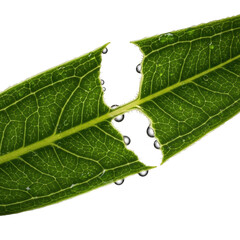 Extreme macro, low-angle, ultra-detailed close-up of a vibrant emerald green leaf, freshly torn to reveal intricate fibers and glistening sap, on a transparent background, concept of nature's