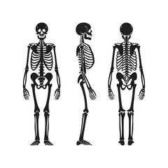 Human skeleton anatomy three views front side back medical science representation