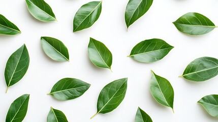 Fresh green leaf pattern background on clean white surface for seamless nature design