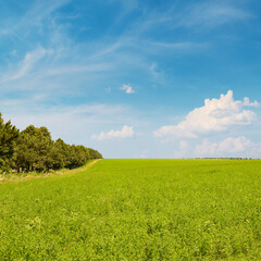 Vast Green Pea Field Under Bright Blue Sky With White Clouds and Tree Line on Horizon Horizontal