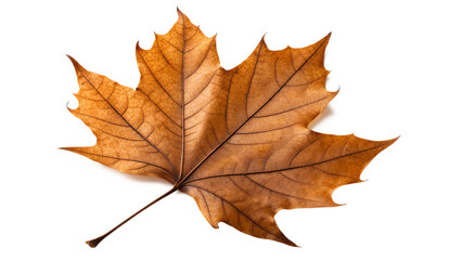 Fototapeta premium Single dried maple leaf isolated on a transparent background for seasonal marketing designs.