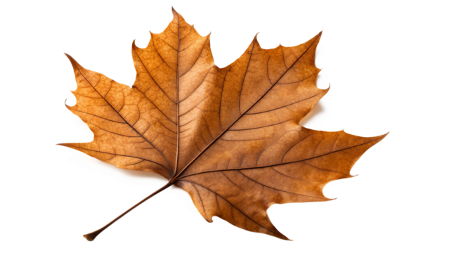 Autumn Leaf's beauty: A detailed view of a single, vibrant autumn leaf, showcasing the intricate veins and warm hues of the changing season, perfectly capturing the essence of fall's natural beauty.