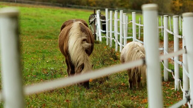 horses in a paddock 4k 25fps video
