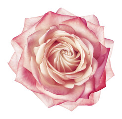 Rose  flower  on  a white isolated background with clipping path.  Closeup. For design. Studio shot.  Nature.