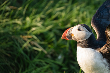 Atlantic Puffin