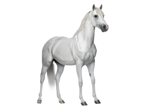caballo png