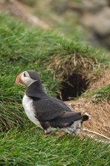 Atlantic Puffin